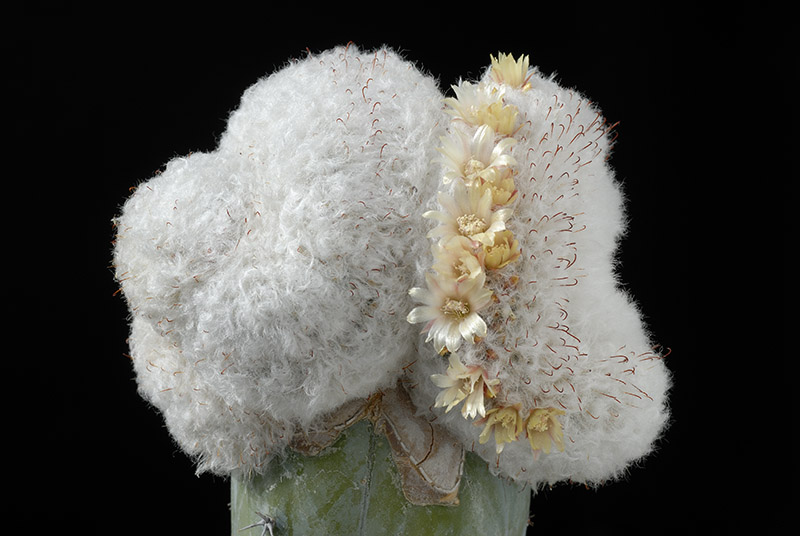 Mammillaria bocasana f . cristata D. 11 € 17.00.jpg